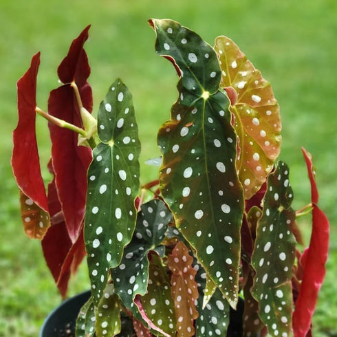 Set 3 4 8 Begonias Live Plants, Angel Wing Begonia Maculata Polka Dot, No Pot, Starter to Inc Tall, Indoor Outdoor