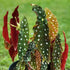 Set 3 4 8 Begonias Live Plants, Angel Wing Begonia Maculata Polka Dot, No Pot, Starter to Inc Tall, Indoor Outdoor