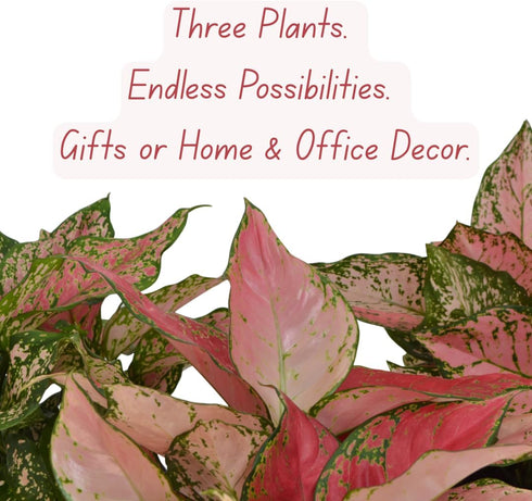 6 Inch 3-Pack Live Aglaonema Chinese Evergreen, Lucky Plant Growers Choice of Ruby Ray, Lady Valentine, or Lucky Red