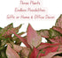 6 Inch 3-Pack Live Aglaonema Chinese Evergreen, Lucky Plant Growers Choice of Ruby Ray, Lady Valentine, or Lucky Red