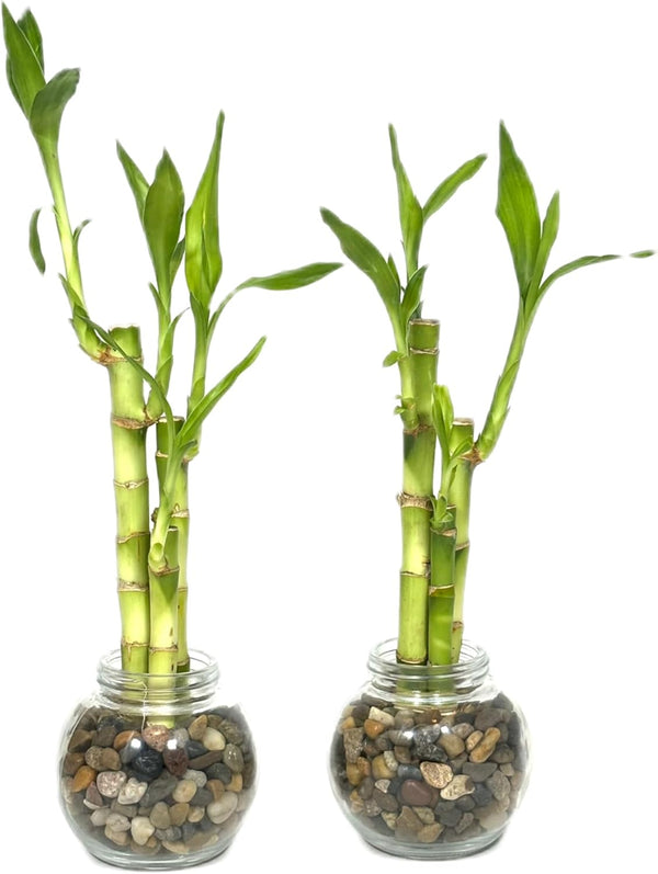 Generic Set of Two Live Lucky Bamboo 3 Stalk Arrangements 4,6, & 8