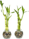 Generic Set of Two Live Lucky Bamboo 3 Stalk Arrangements 4,6, & 8