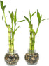 Generic Set of Two Live Lucky Bamboo 3 Stalk Arrangements 4,6, & 8