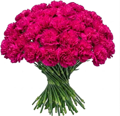 FlowerPrime 50 Purple Carnations - Fresh Natural Cut Flowers