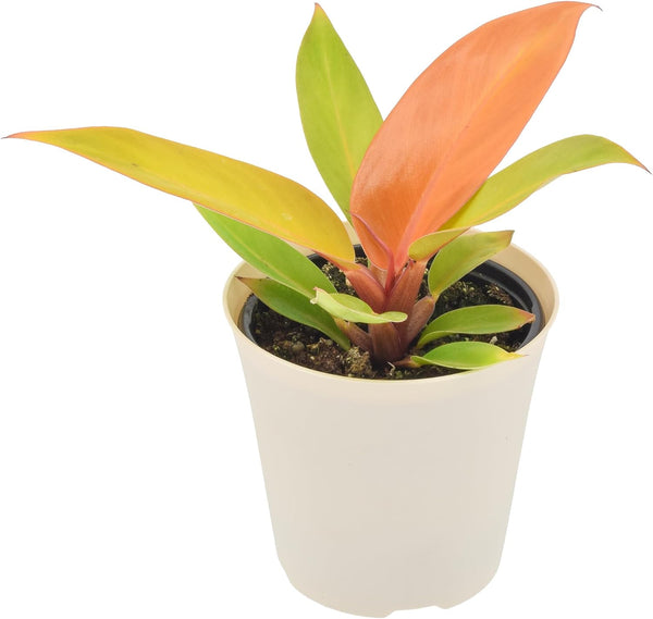 Arcadia Garden Products Live Prince of Orange Philodendron Rare Indoor Houseplant in Plastic Pot, Tropical