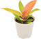 Arcadia Garden Products Live Prince of Orange Philodendron Rare Indoor Houseplant in Plastic Pot, Tropical