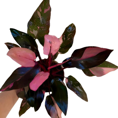 Generic Philodendron Black Cherry Pink Princess, Indoor Plant, Variegated Leaves, Black-Pink-Cherry Colors, 4