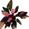 Generic Philodendron Black Cherry Pink Princess, Indoor Plant, Variegated Leaves, Black-Pink-Cherry Colors, 4