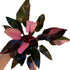 Generic Philodendron Black Cherry Pink Princess, Indoor Plant, Variegated Leaves, Black-Pink-Cherry Colors, 4