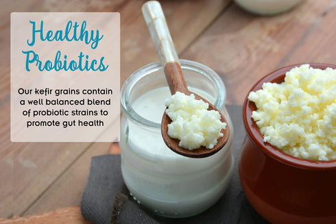 2 TBSP Live Milk Kefir Grains with Probiotic E-book