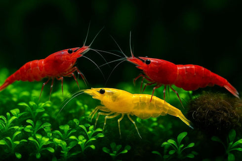 15+ RedYellow-Orange Live Freshwater Shrimp High Grade Live Shrimps - Freshwater Shrimp Aquarium Inverts, Hardy Nano
