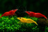 15+ RedYellow-Orange Live Freshwater Shrimp High Grade Live Shrimps - Freshwater Shrimp Aquarium Inverts, Hardy Nano