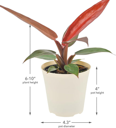 Arcadia Garden Products 4-inch, Live Sun Red Philodendron Rare Indoor Houseplant in Plastic Pot, Tropical Plant