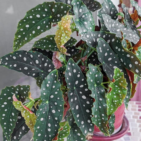 4 4 8 Combo Begonias Houseplant Live Indoor, Angel Wing Begonia Maculata Live Plant, Polka Dot Begonias Live Plants