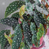 4 4 8 Combo Begonias Houseplant Live Indoor, Angel Wing Begonia Maculata Live Plant, Polka Dot Begonias Live Plants