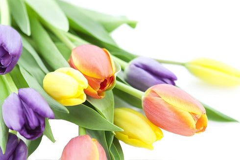 10 KaBloom - Assorted Tulips without vase - Fresh Flowers for Birthday, Valentine's & Mother's Day
