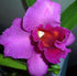 Discount Hawaiian Gifts 2" HAWAIIAN CATTLEYA ORCHID PLANT POT ~ GROW HAWAII