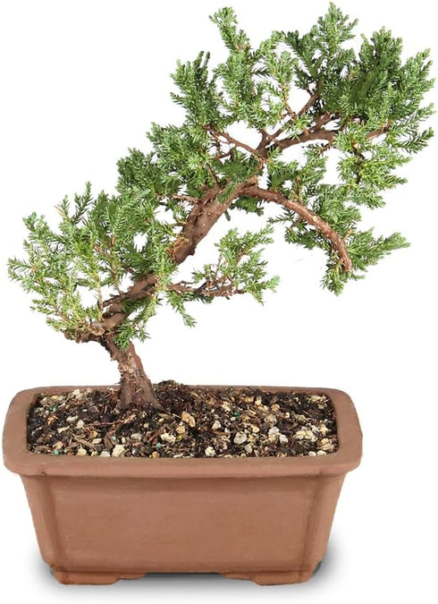 Brussel's Bonsai - Live Green Mound Juniper Bonsai Tree, Outdoor Bonsai Tree