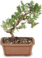 Brussel's Bonsai - Live Green Mound Juniper Bonsai Tree, Outdoor Bonsai Tree