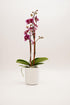 3 DecoBlooms Premium Purple Orchid Live Indoor Plant (Modern Pot Included) Grown in the USA - Fresh Flowering Home
