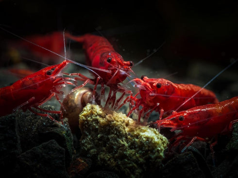 Generic 15+ Seam Oasis Red - Blue - Yellow Color Neocaridina Rainbow Live Freshwater Aquarium Shrimps for Aquarium