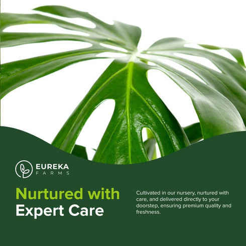 Monstera Deliciosa Swiss Cheese Plant - Tropical Indoor Houseplant, Exotic Air Purifying, Low Maintenance, Ideal