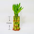 8" Lucky Bamboo Stalks with Shoots