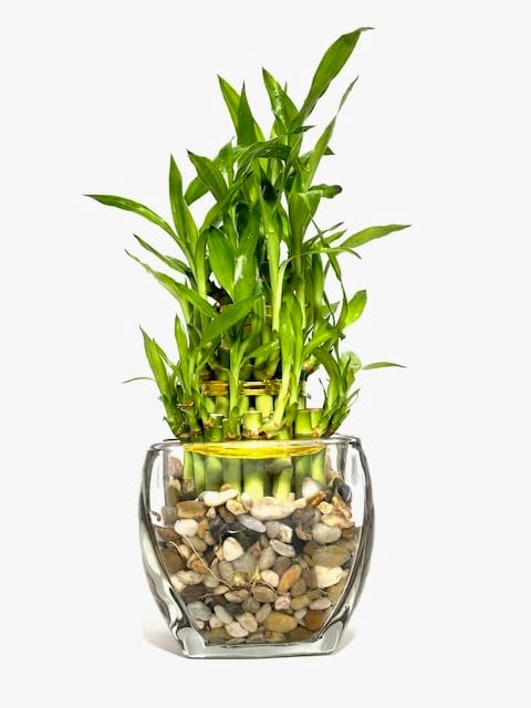 Generic Three Tier Lucky Bamboo Indoor Live Plant in Glass Square Vase with