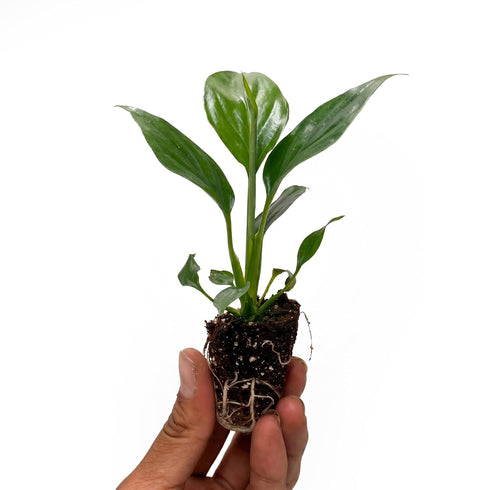 '7th '7th 2-8" 2ct Live Spathiphyllum Heaven' Plant - Heaven Peace Lily' - ragnaroc Tropical Plant Tall - - Live