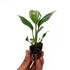 '7th '7th 2-8" 2ct Live Spathiphyllum Heaven' Plant - Heaven Peace Lily' - ragnaroc Tropical Plant Tall - - Live