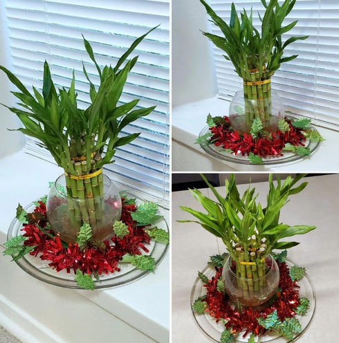Generic 8 inches 6 Lucky Bamboo Healthy Plants, Tied in Gold Wire, Gift, Feng Shui, Indoor Plant, Bring Good Luck