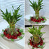 Generic 6 8 inches Lucky Bamboo Plants Each, Free Butterfly Stake, Gift, Feng Shui, Indoor Plant, Bring Good Luck