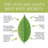 Avocado Leaf/Chamomile Tea – Caffeine-free Herbal Tea | Immune Support | 15 Tea Bags (30 Servings)