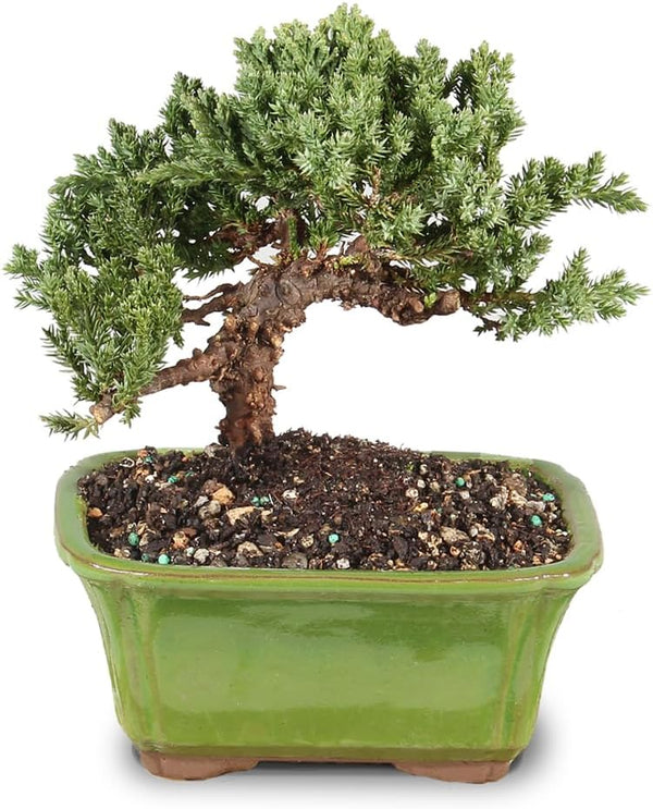 Brussel's Bonsai - Live Green Mound Juniper Bonsai Tree, Outdoor Bonsai Tree