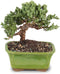 Brussel's Bonsai - Live Green Mound Juniper Bonsai Tree, Outdoor Bonsai Tree