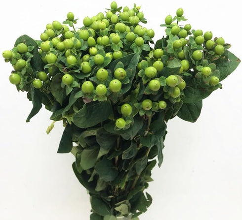 19 Vibrant Stems Green Bean Flower Bouquet for Special Occasions