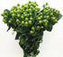 19 Vibrant Stems Green Bean Flower Bouquet for Special Occasions