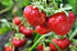 2 Food to Live- Organic Dried Strawberries, Pounds Non-GMO, Kosher, Sweetened, Unsulfured, Vegan, Bulk, Product of the
