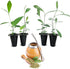 Yerba Mate Tea Plant (4 Pack) | Real Live Plant for Sale
