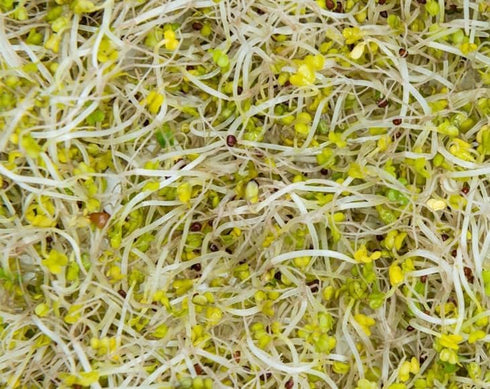 1 Food to Live - Broccoli Seeds for Sprouting, Pound Vegan, Kosher, Sirtfood, Bulk. Rich in Sulforaphane, Vitamin C