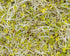 1 Food to Live - Broccoli Seeds for Sprouting, Pound Vegan, Kosher, Sirtfood, Bulk. Rich in Sulforaphane, Vitamin C