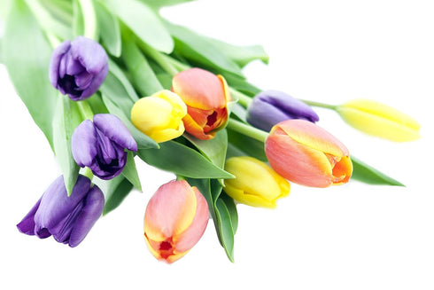 10 KaBloom - Assorted Tulips without vase - Fresh Flowers for Birthday, Valentine's & Mother's Day