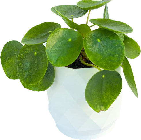Chinese Money Plant Live (Pilea Peperomioides) in White Geometric Self-Watering Planter, Modern Indoor Houseplant