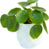 Chinese Money Plant Live (Pilea Peperomioides) in White Geometric Self-Watering Planter, Modern Indoor Houseplant