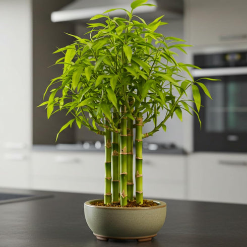 Beta Bucks John Bamboo Willow Bonsai Forest 7 Willow Bonsai Cuttings for