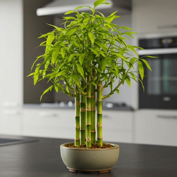 Beta Bucks John Bamboo Willow Bonsai Forest 7 Willow Bonsai Cuttings for