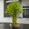 Beta Bucks John Bamboo Willow Bonsai Forest 7 Willow Bonsai Cuttings for
