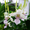 Aloha Hawaii Orchids Dendrobium Antennatum Antelope Blooming Size Comes in 4" Pot from Hawaii Fragrant