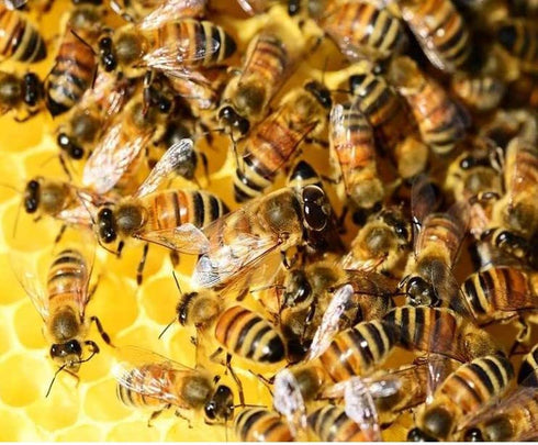 Monte do Salgueirinho 1100 /38.8 OZ Honey of Portugal G