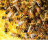 Monte do Salgueirinho 1100 /38.8 OZ Honey of Portugal G